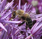Blütenpracht - Insektenwunder - Bienen in Bayern